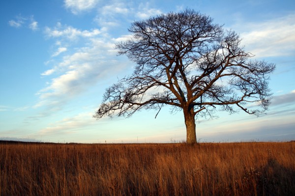The Shubenacadie Tree by Roman Buchhofer